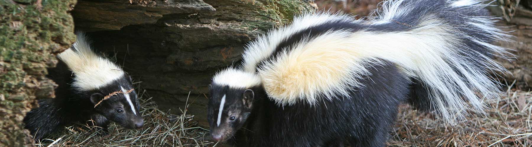 Skunk out. Прическа скунс. Зверек похожий на скунса. Шуба из скунса.