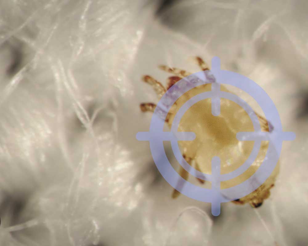 Microban® Carpet Sanitizer Alberta Home Services